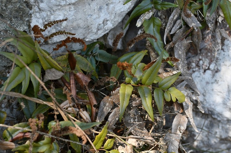 Anemia speciosa photo 2
