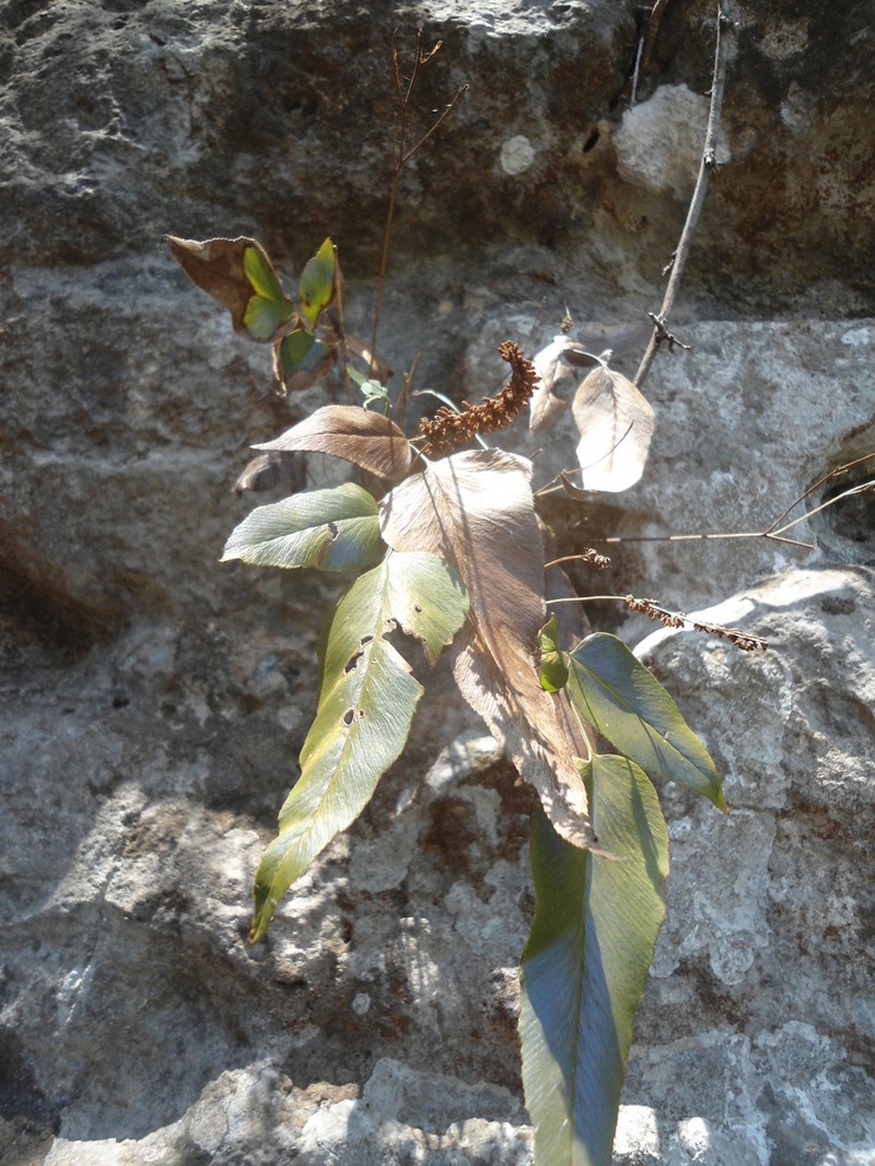 Anemia speciosa photo 3