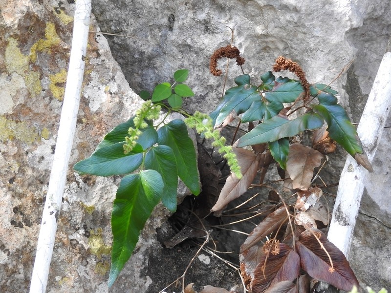 Anemia speciosa photo 4