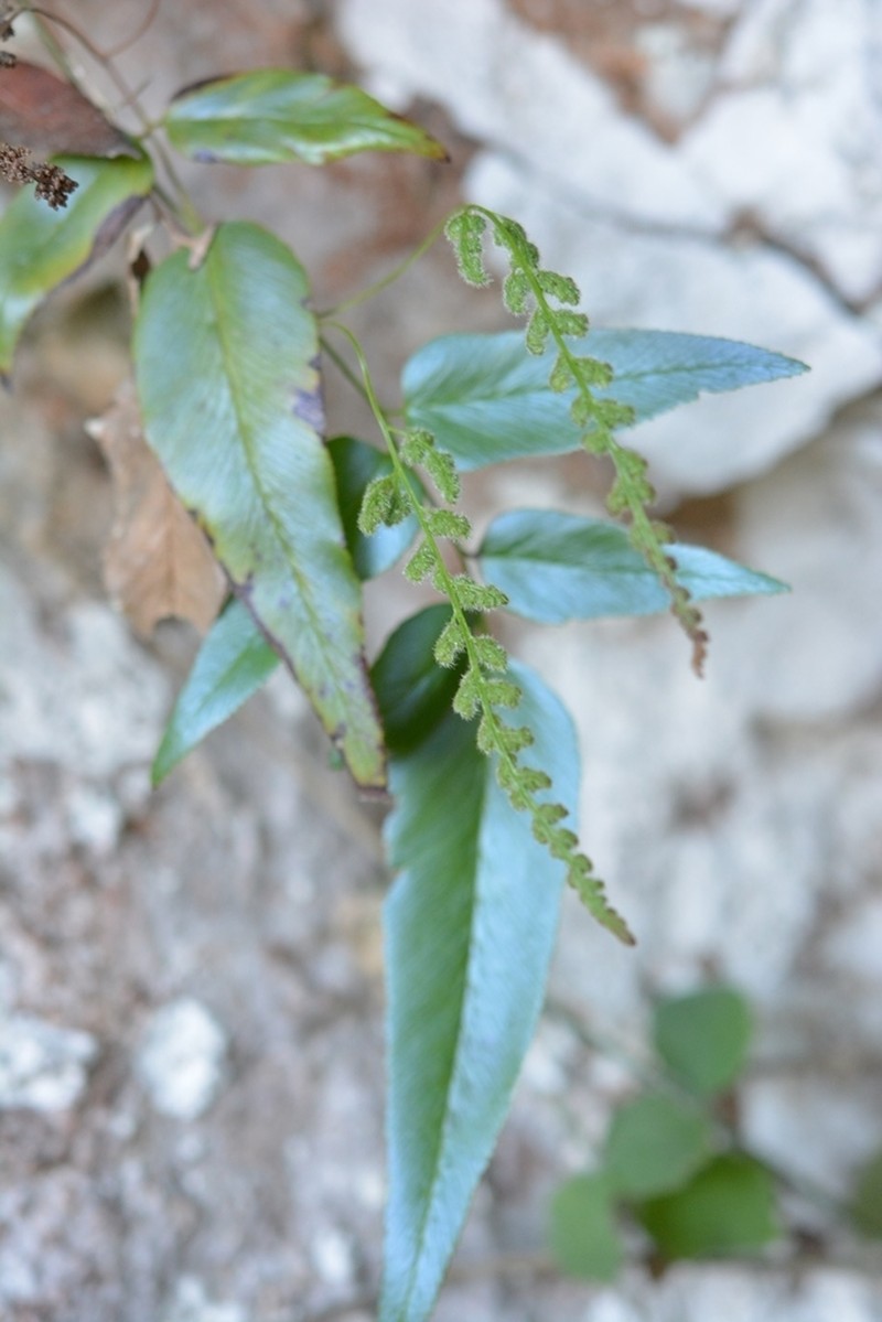 Anemia speciosa photo 5