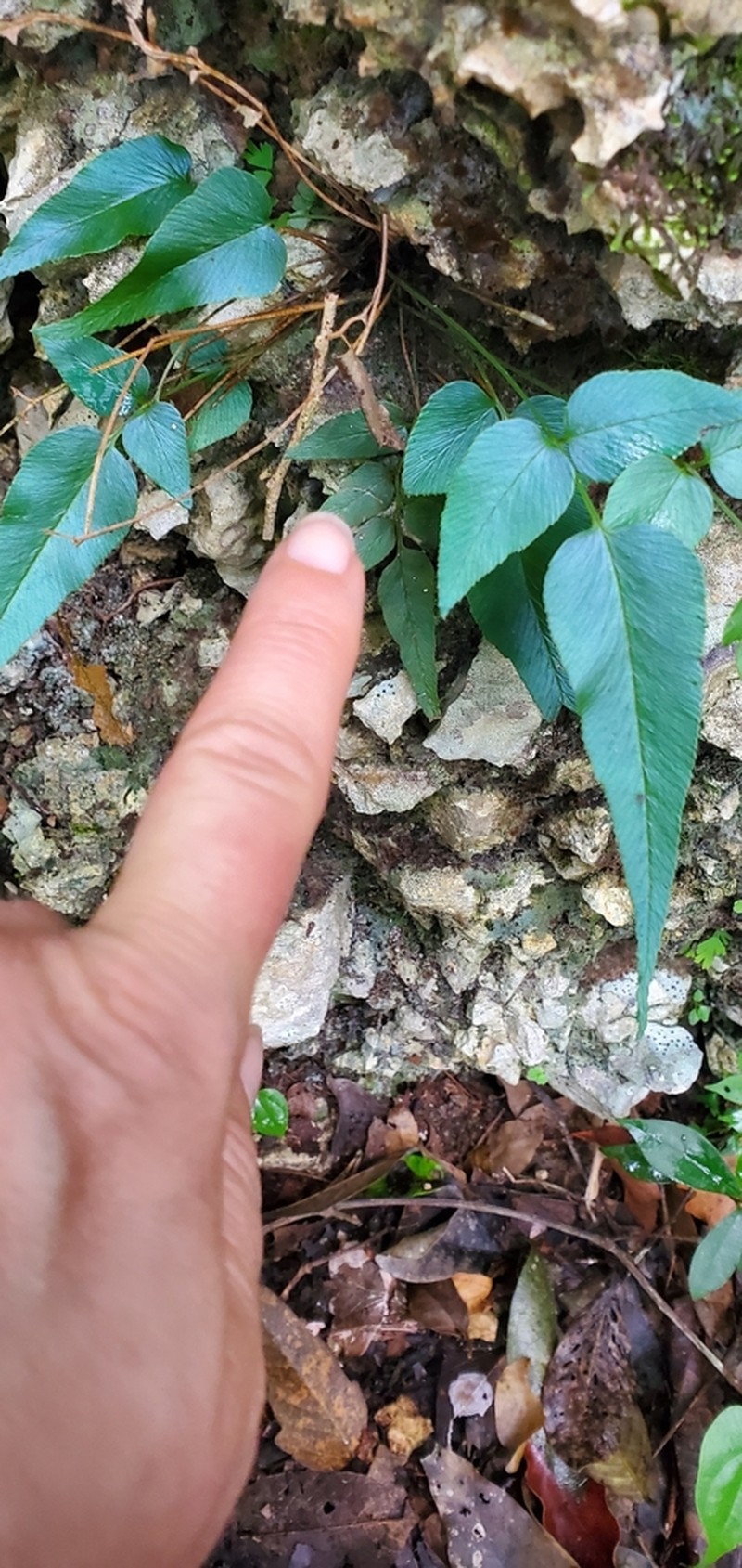 Anemia speciosa photo 6