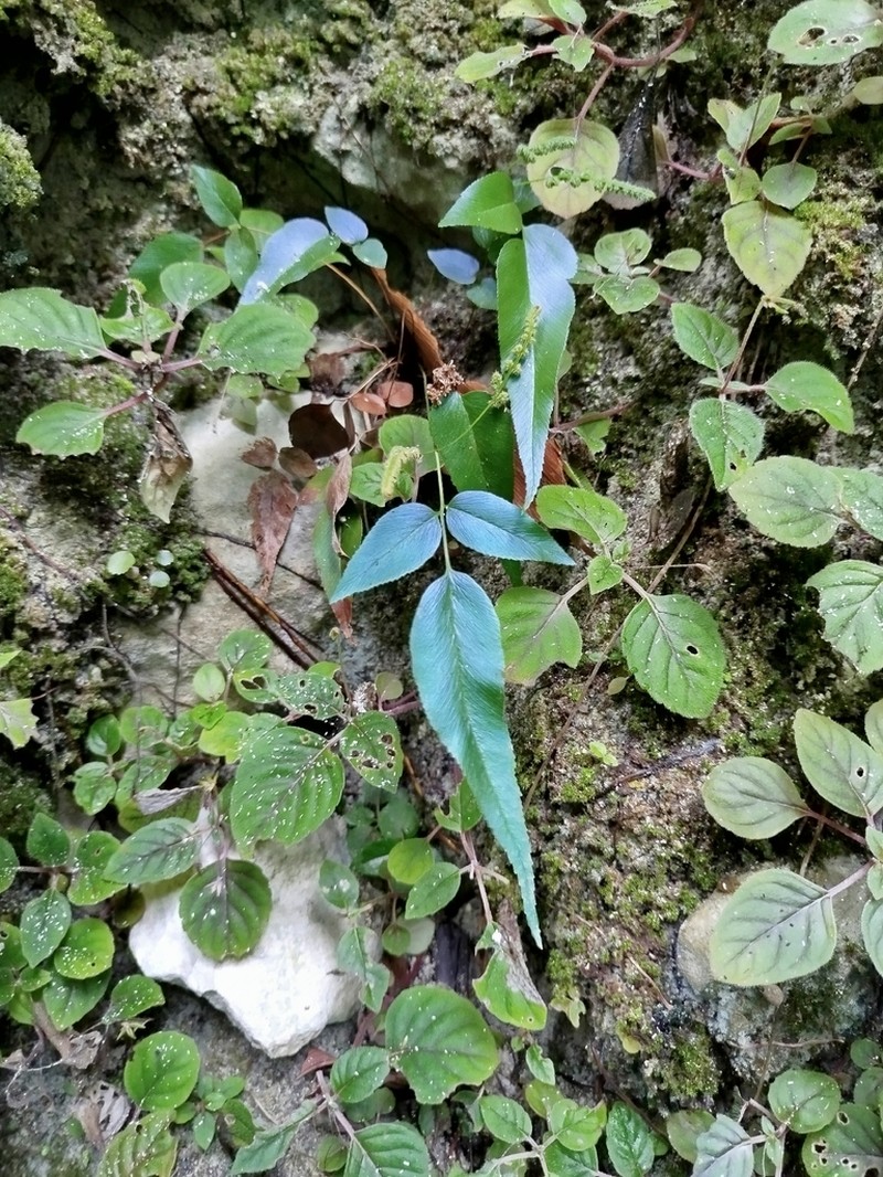 Anemia speciosa photo 7