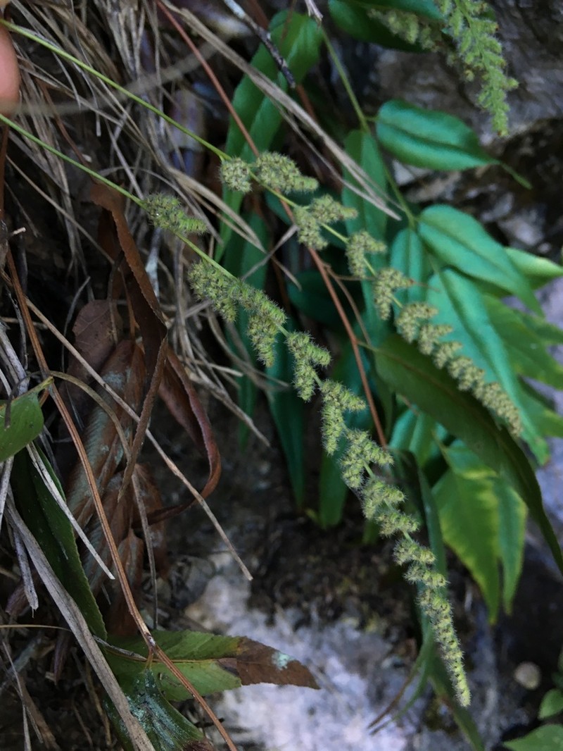 Anemia speciosa photo 8