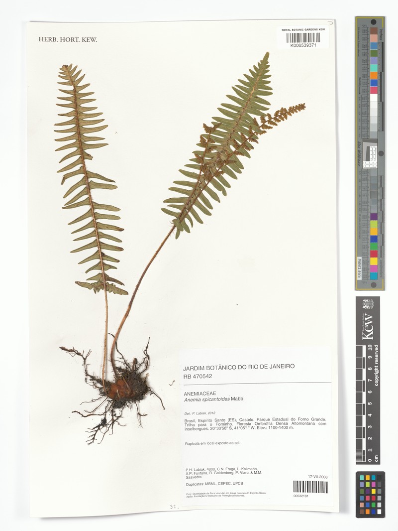 Anemia spicantoides photo 2