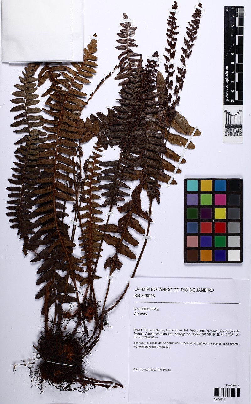 Anemia spicantoides