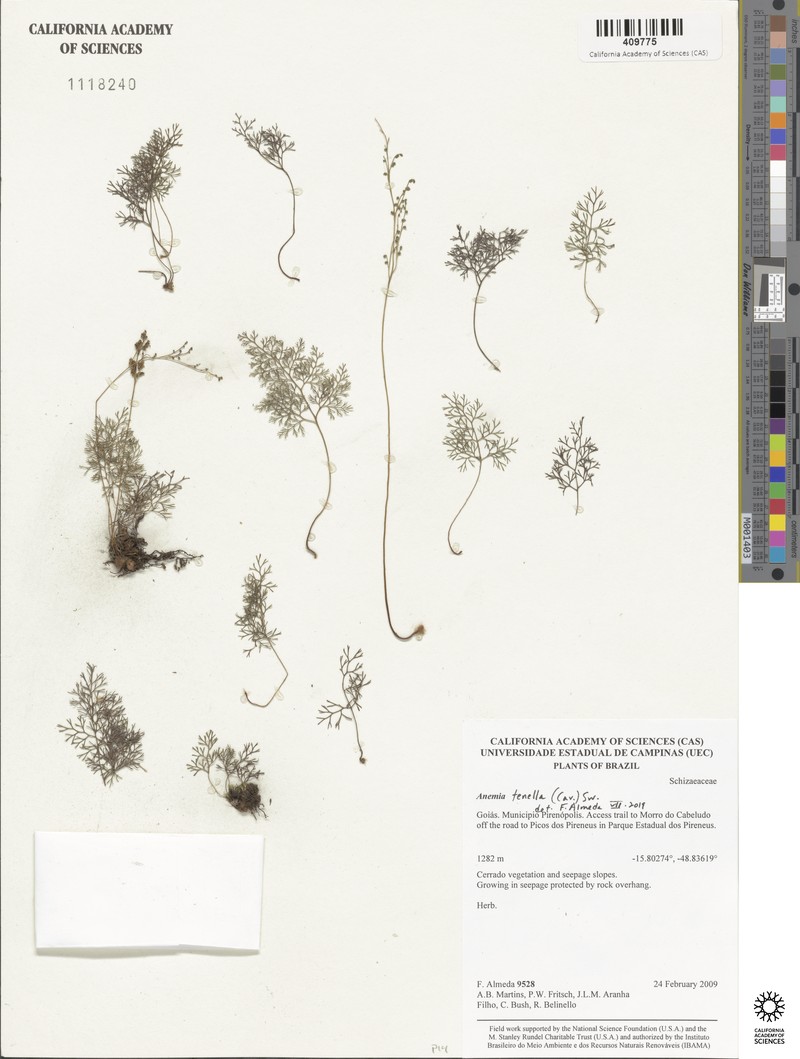Anemia tenella
