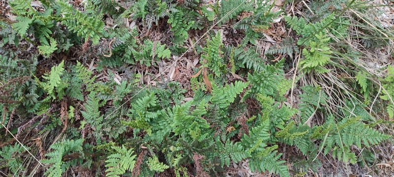 Anemia tomentosa photo 2
