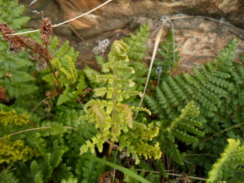 Anemia tomentosa photo 3