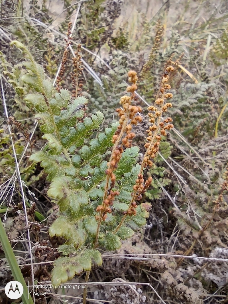 Anemia tomentosa photo 4