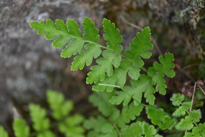 Anemia tomentosa photo 5