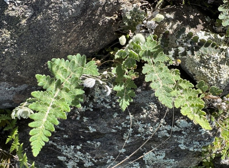 Anemia tomentosa photo 6