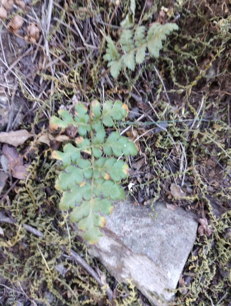 Anemia tomentosa photo 7