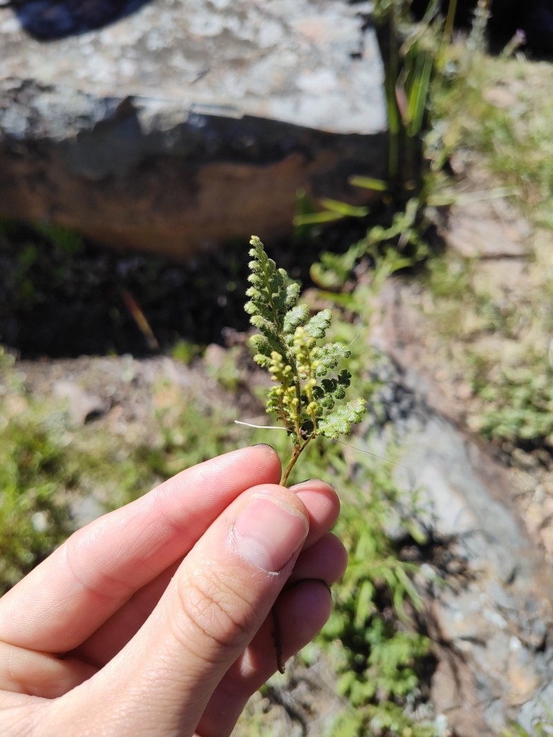 Anemia tomentosa