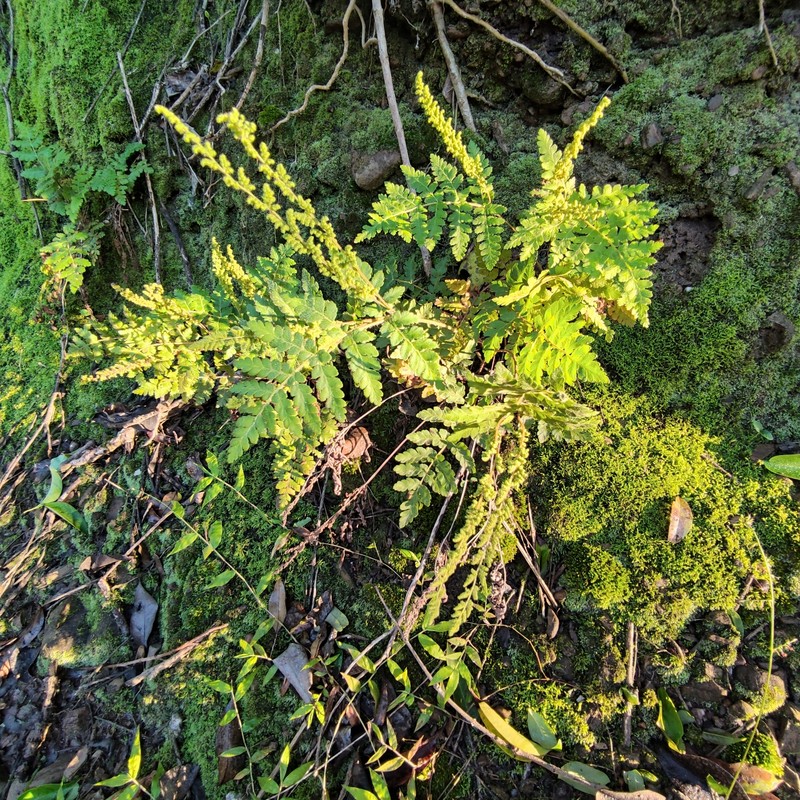 Anemia tomentosa var. anthriscifolia photo 2
