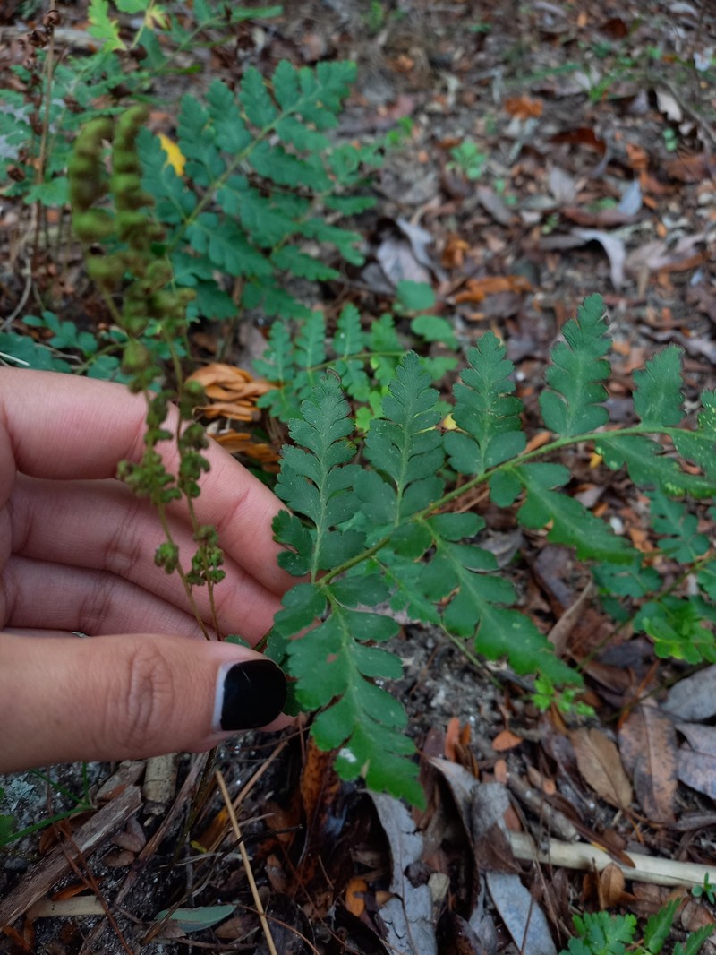 Anemia tomentosa var. anthriscifolia photo 3
