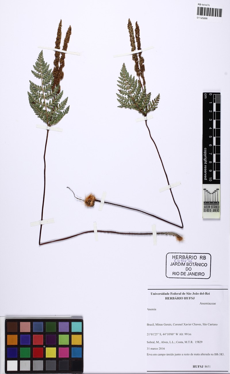 Anemia tomentosa var. anthriscifolia photo 4