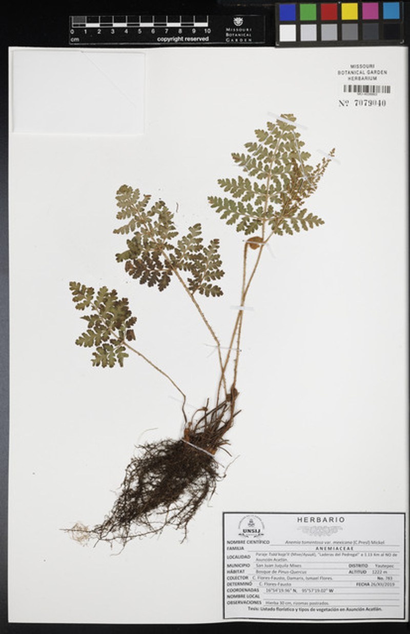 Anemia tomentosa var. mexicana