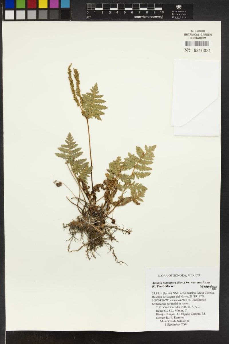 Anemia tomentosa var. mexicana photo 2