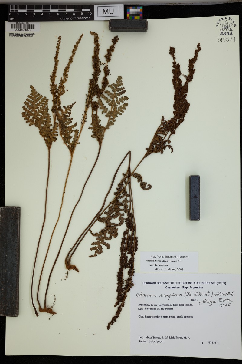 Anemia tomentosa var. tomentosa