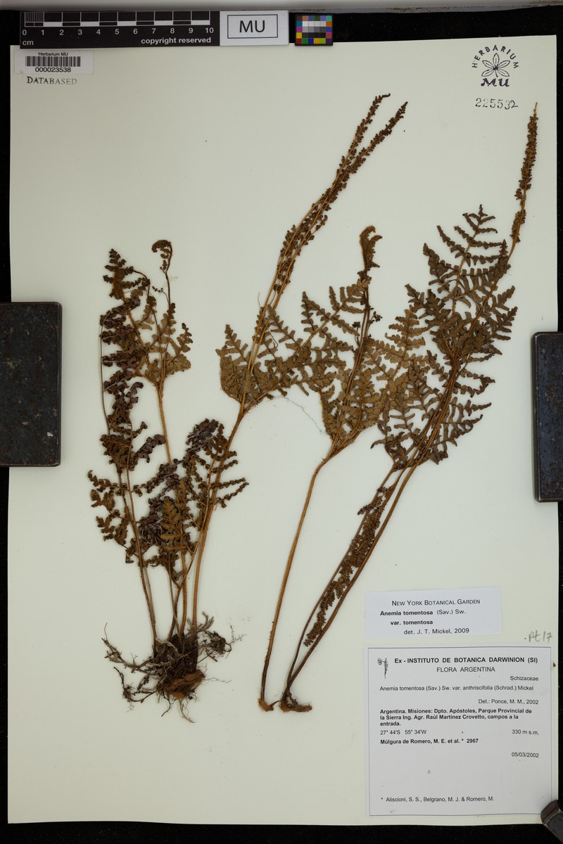 Anemia tomentosa var. tomentosa photo 2