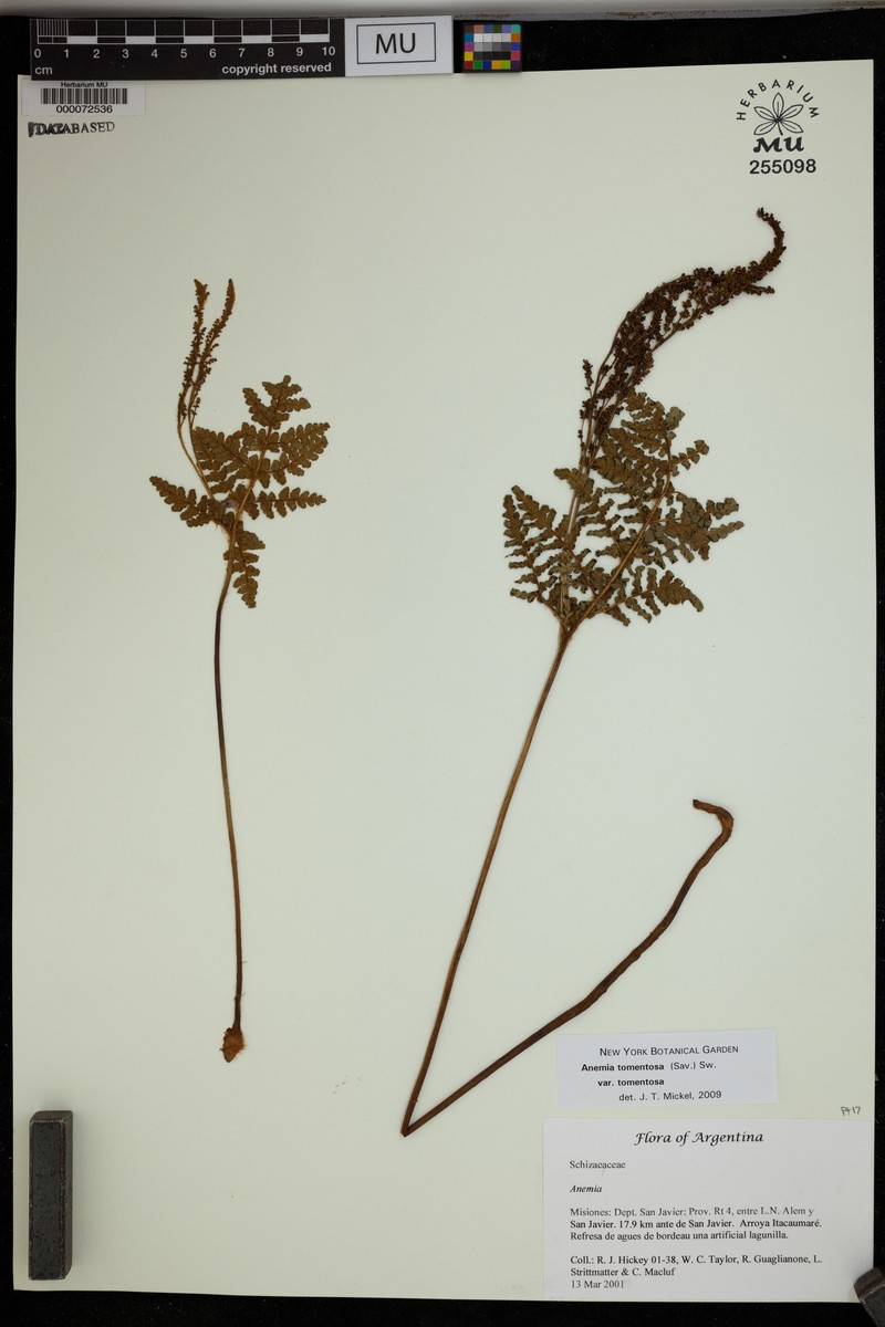 Anemia tomentosa var. tomentosa photo 3
