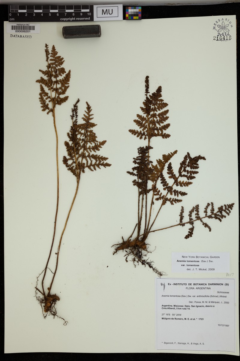 Anemia tomentosa var. tomentosa photo 4