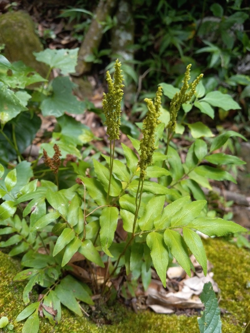 Anemia underwoodiana photo 3