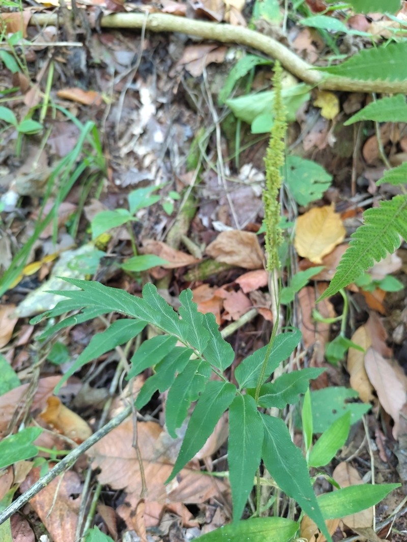 Anemia underwoodiana photo 5