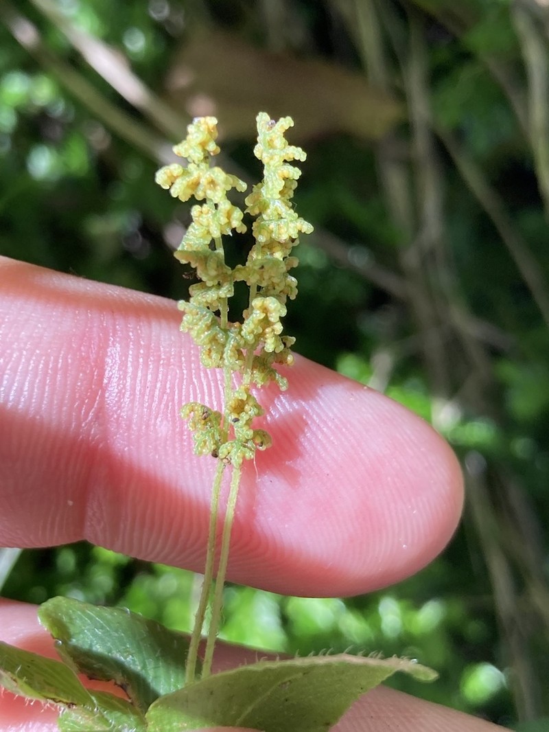 Anemia underwoodiana
