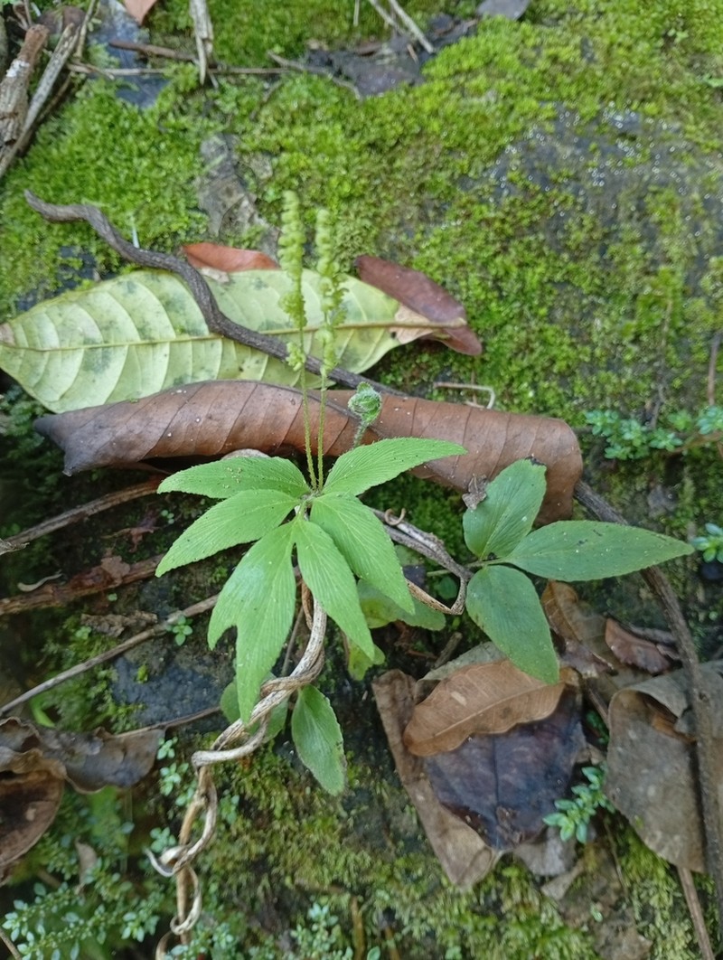 Anemia underwoodiana photo 3