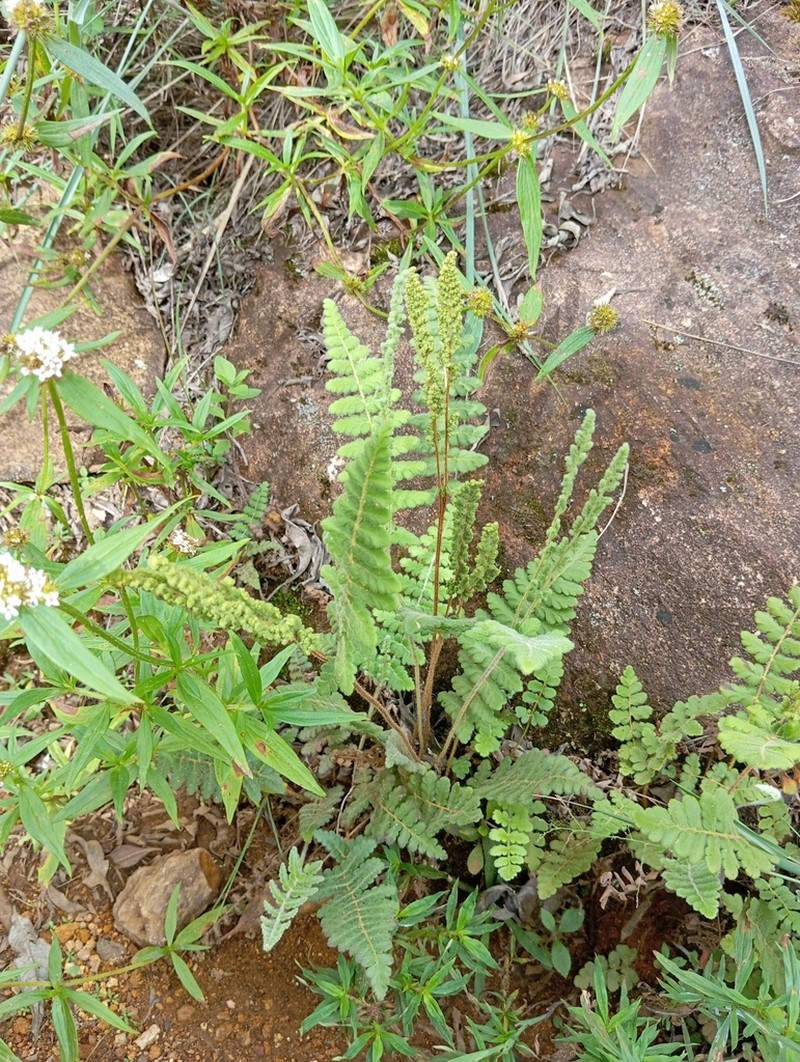 Anemia villosa photo 2
