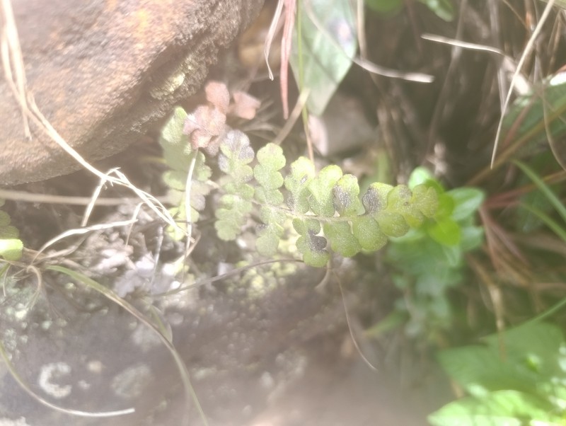 Anemia villosa photo 3