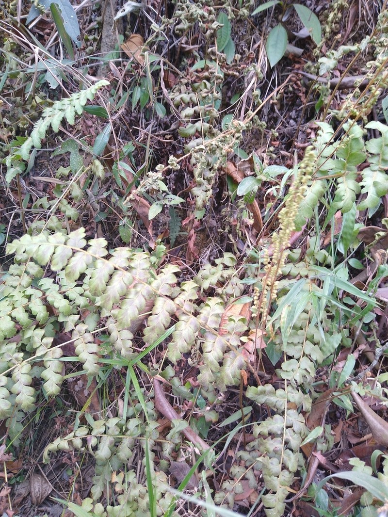 Anemia villosa photo 4
