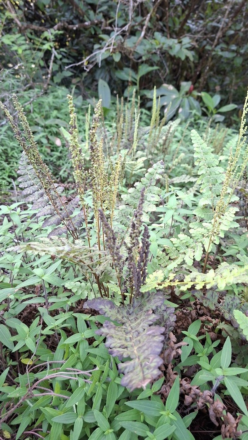 Anemia villosa photo 5