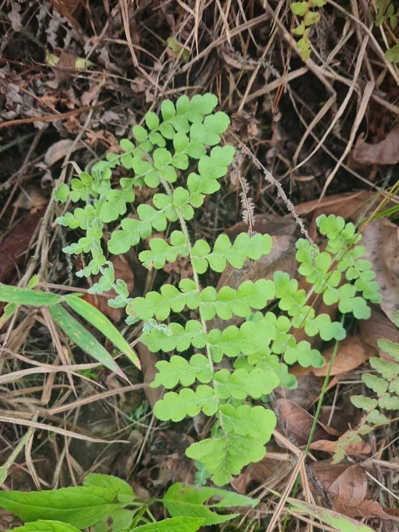 Anemia villosa photo 6