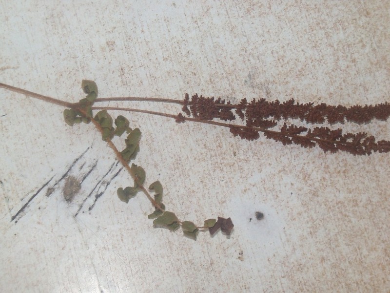 Anemia villosa photo 7