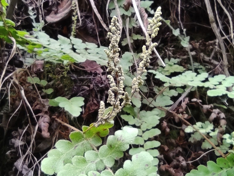 Anemia villosa