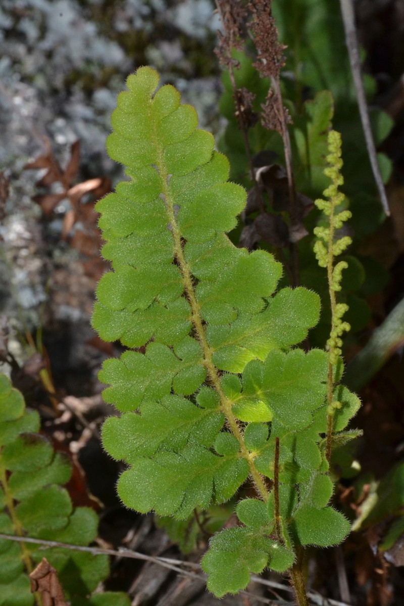 Anemia villosa photo 2