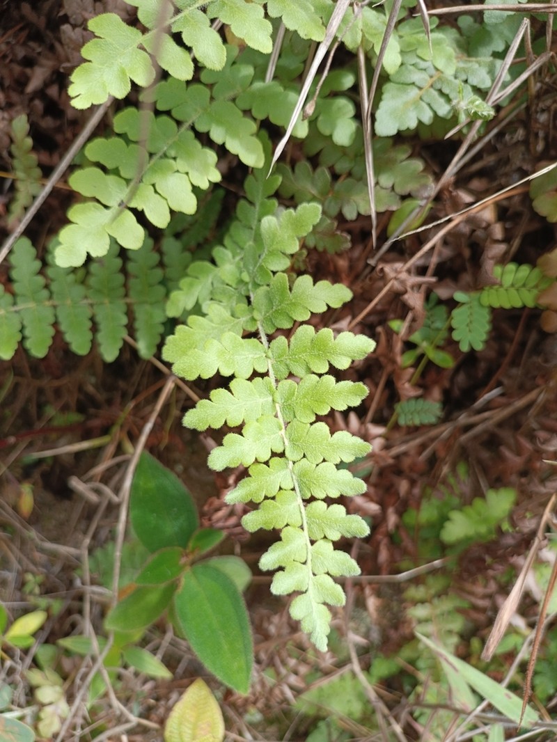 Anemia villosa photo 3