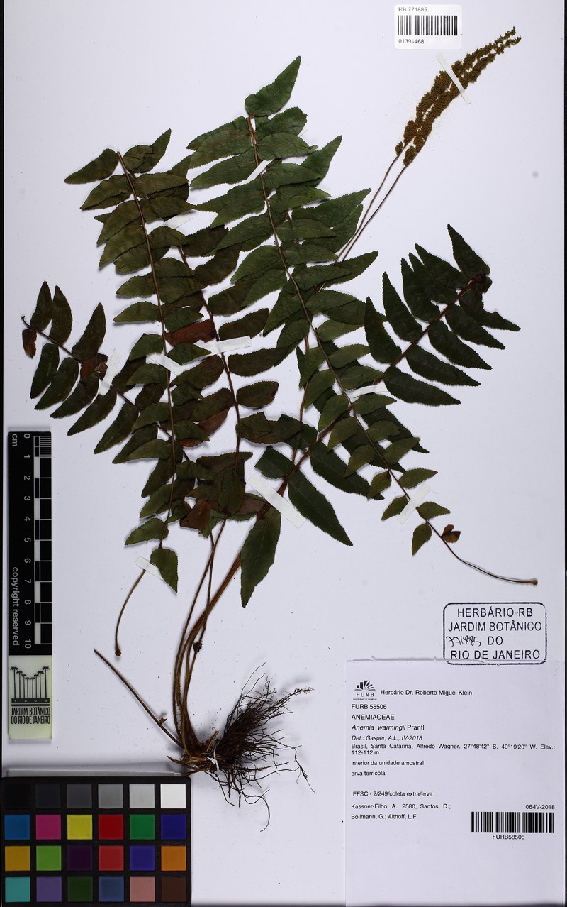 Anemia warmingii