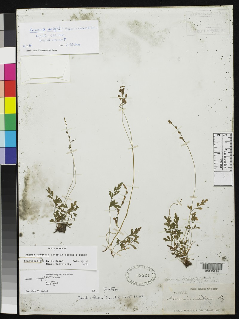 Wright's Flowering Fern