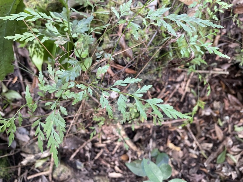 Wright's Flowering Fern