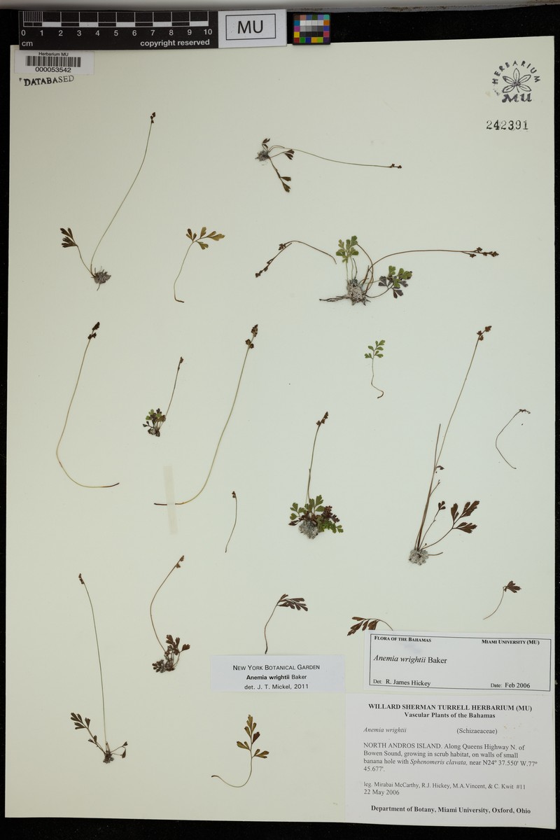 Wright's Flowering Fern photo 2