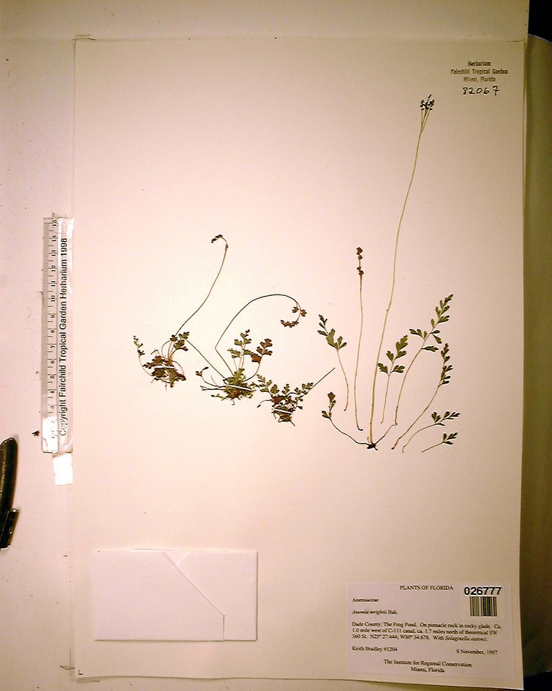 Wright's Flowering Fern photo 4