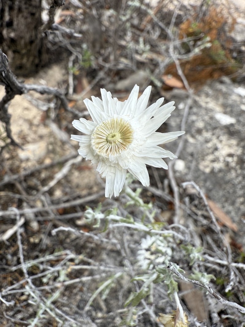Anemocarpa calcicola