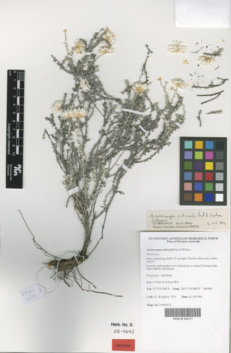 Anemocarpa calcicola