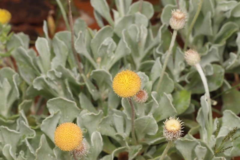 Anemocarpa podolepidium photo 2