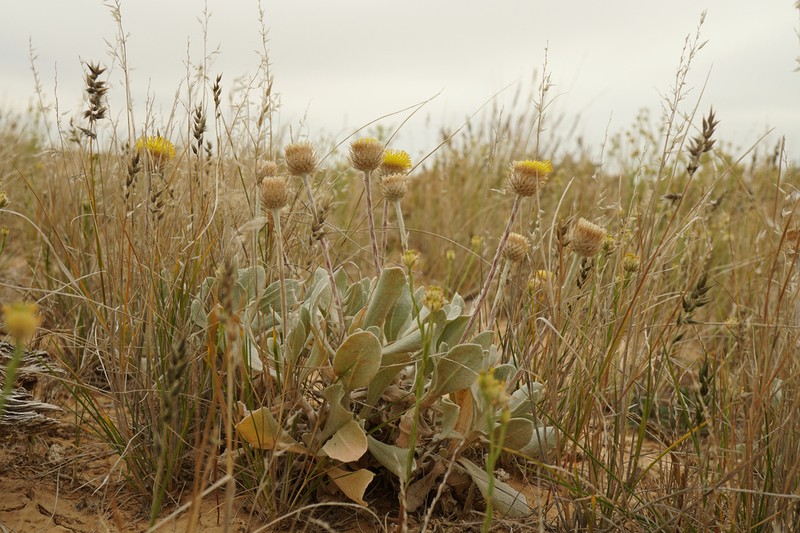 Anemocarpa podolepidium photo 3