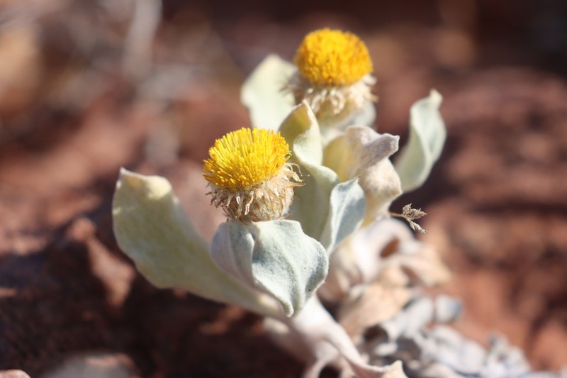 Anemocarpa podolepidium photo 4
