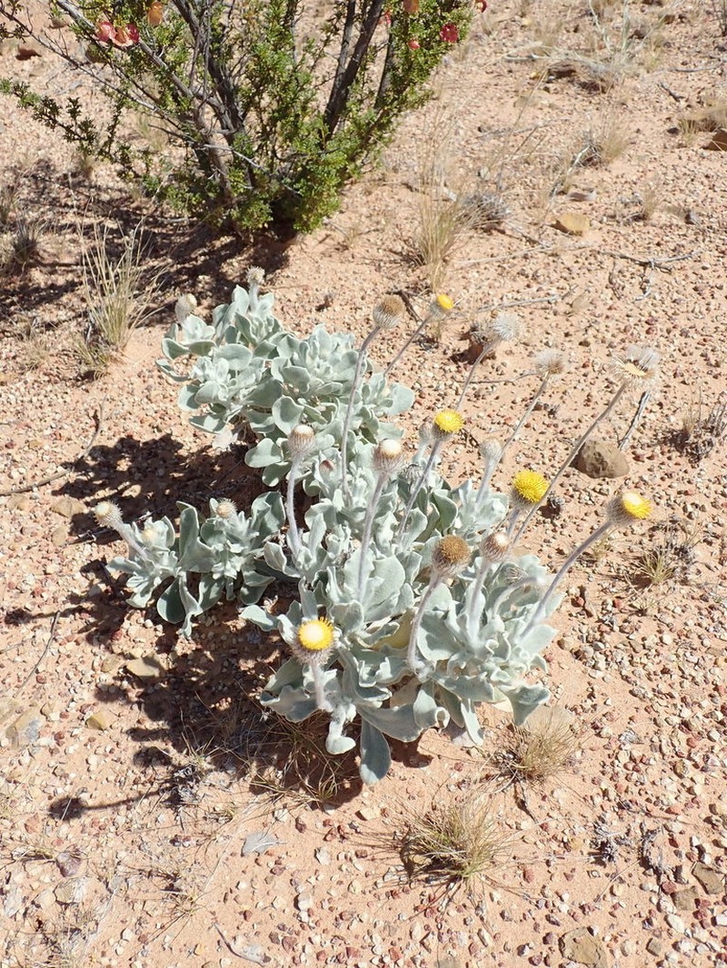 Anemocarpa podolepidium photo 5